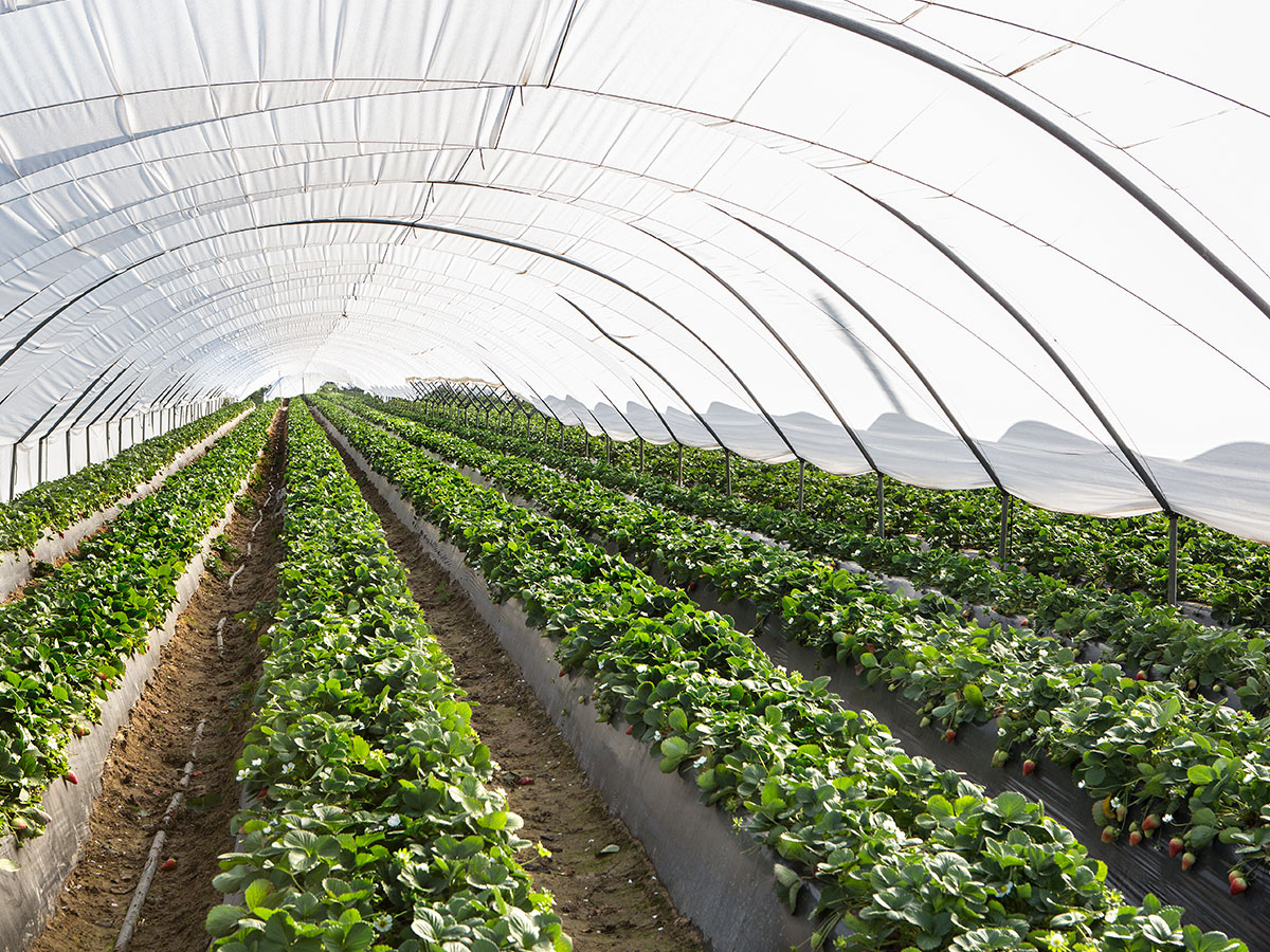 Agroindustria - Huelva